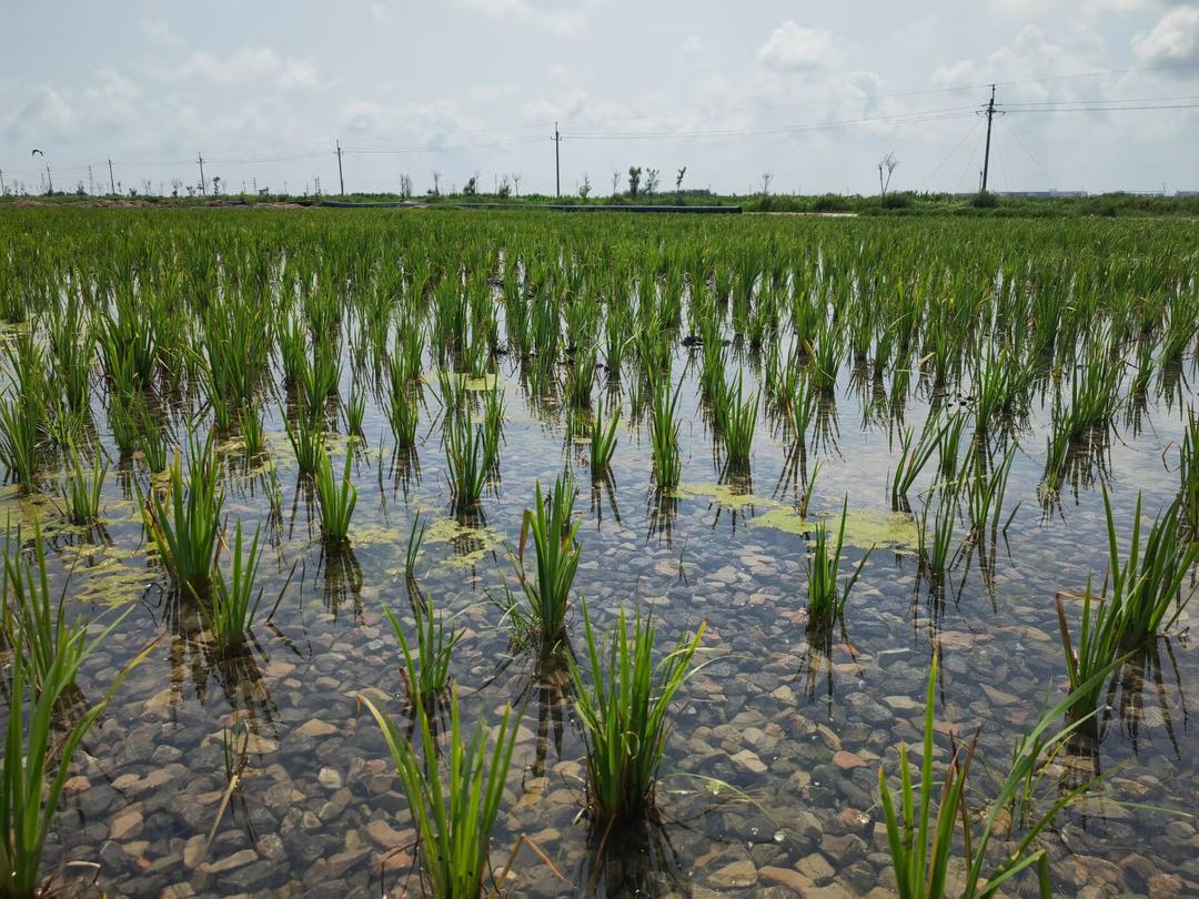 海星濕地 海星濕地.jpeg